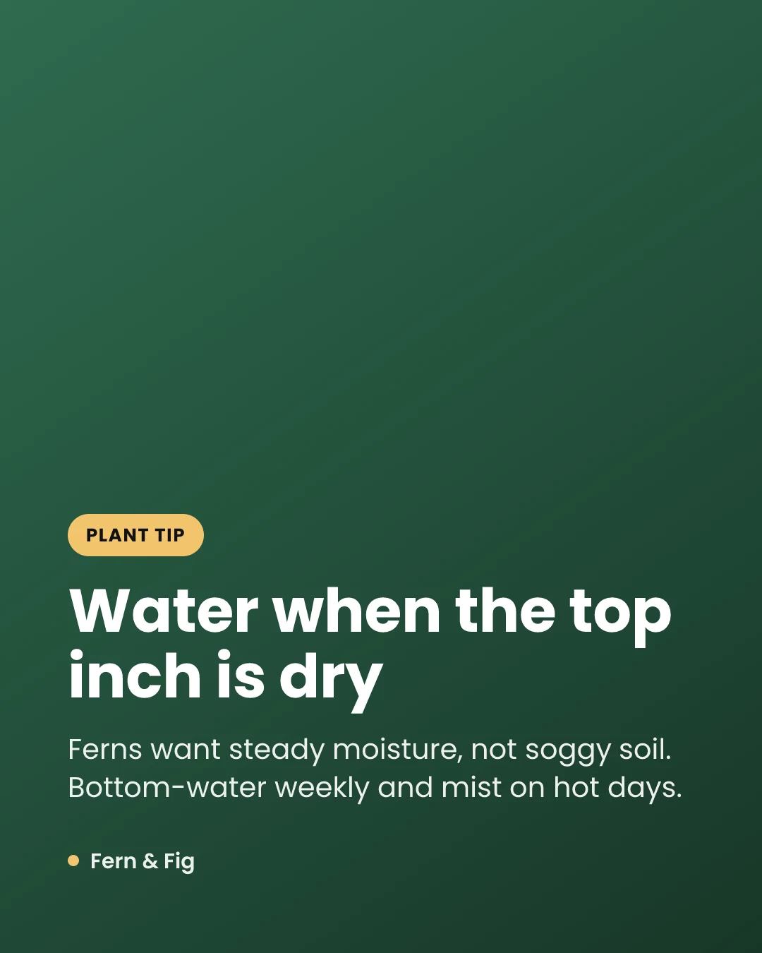 A 4:5 tip graphic in the same brand kit: 'Water when the top inch is dry'